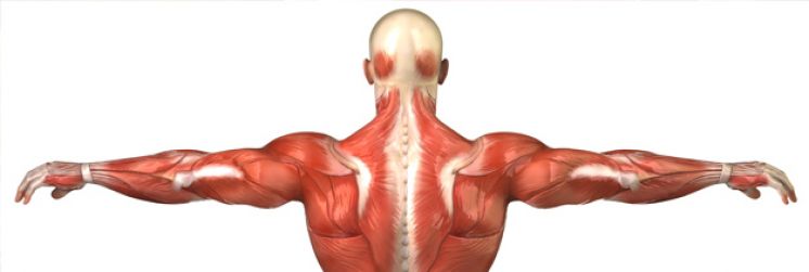 Sports Massage is for Everyone