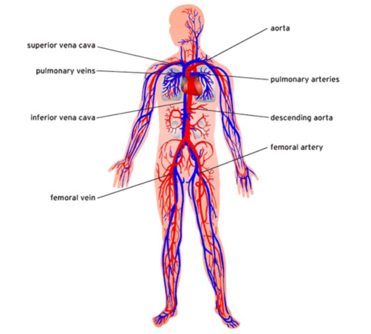 Health Benefits of Massage Therapy
