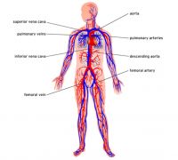 Health Benefits of Massage Therapy